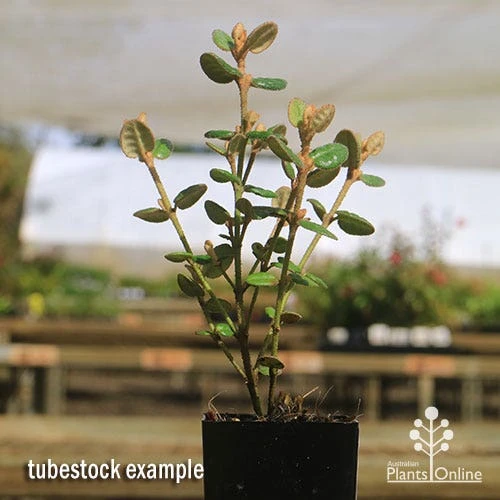 Correa Nummulariifolia - Roundleaf Correa 5 Correa Nummulariifolia - Roundleaf Correa - Image 5