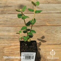 Correa Nummulariifolia - Roundleaf Correa 15 Correa Nummulariifolia - Roundleaf Correa -Garden Plant Store apo correa nummulariifolia tubestock