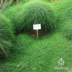 Casuarina Cousin It 13 Casuarina Cousin It -Garden Plant Store apo cousin it at reception