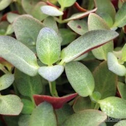 Crassula Purple Dragon - Fairy Crassula -Garden Plant Store apo crassula purple dragon green