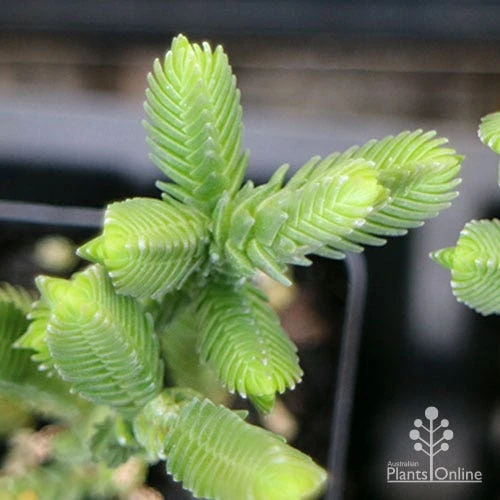 Crassula - Watchchain, Rat Tail Succulent 6 Crassula - Watchchain, Rat Tail Succulent - Image 6
