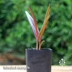 Crinum Wine Time - Swamp Lily -Garden Plant Store apo crinum wine time tubestock