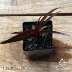 Crinum Wine Time - Swamp Lily -Garden Plant Store apo crinum wine time tubestock top