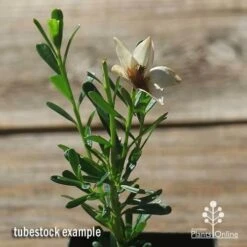 Crowea White Star - Waxflower -Garden Plant Store apo crowea white star flower