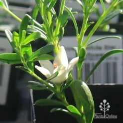 Crowea White Star - Waxflower -Garden Plant Store apo crowea white star flower 1