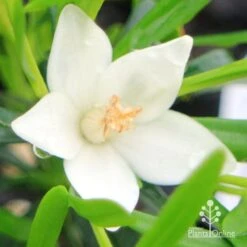 Crowea White Star - Waxflower -Garden Plant Store apo crowea white star flower 1 1