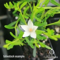 Crowea White Star - Waxflower -Garden Plant Store apo crowea white star tubestock2