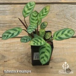 Ctenanthe Burle Marxii 5 Ctenanthe Burle Marxii -Garden Plant Store apo ctenanthe burle marx tubestock top
