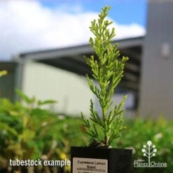 Cupressus Lemon Scent - Lemon Cypress -Garden Plant Store apo cupressus lemon scent tubestock