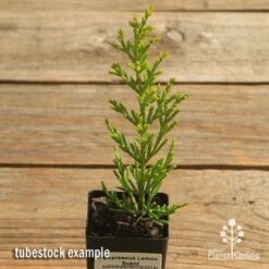 Cupressus Lemon Scent - Lemon Cypress -Garden Plant Store apo cupressus lemon scent tubestock top