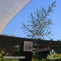 Chamelaucium Dancing Queen - Waxflower 13 Chamelaucium Dancing Queen - Waxflower -Garden Plant Store apo dancing queen tubestock