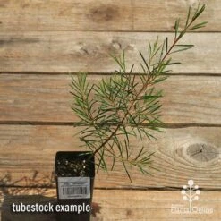 Chamelaucium Dancing Queen - Waxflower 19 Chamelaucium Dancing Queen - Waxflower -Garden Plant Store apo dancing queen tubestock top