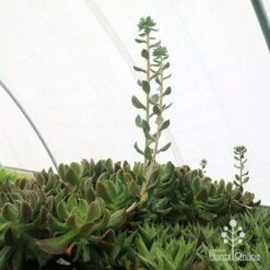 Echeveria Dark Vader - Succulent -Garden Plant Store apo dark vader new shoots