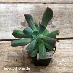 Echeveria Dark Vader - Succulent -Garden Plant Store apo dark vader tubestock top