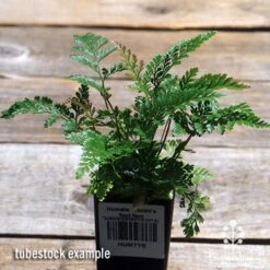 Humata - Rabbit's Foot Fern -Garden Plant Store apo davallia humata fern