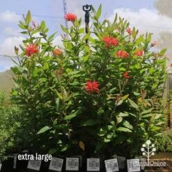 Grevillea Deua Flame -Garden Plant Store apo deua flame dec large