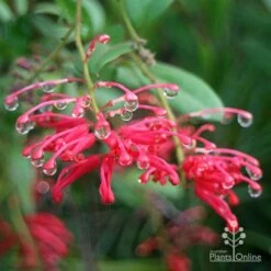Grevillea Deua Flame -Garden Plant Store apo deua flame dewdrops
