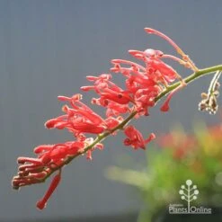 Grevillea Deua Flame -Garden Plant Store apo deua flame flower