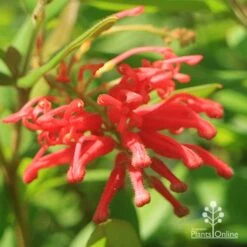 Grevillea Deua Flame -Garden Plant Store apo deua flame full open flower