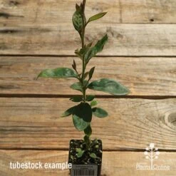 Grevillea Deua Flame -Garden Plant Store apo deua flame tubestock tall