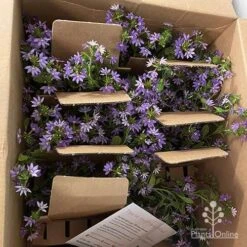 Scaevola Purple Fanfare - Fan Flower 10 Scaevola Purple Fanfare - Fan Flower -Garden Plant Store apo diana taylor scaevola unboxing