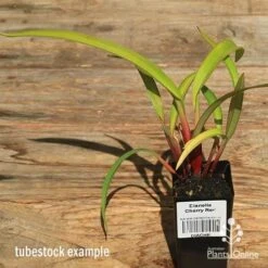 Dianella Cherry Red -Garden Plant Store apo dianella cherry red tubestock alt