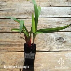 Dianella Cherry Red -Garden Plant Store apo dianella cherry red tubestock top