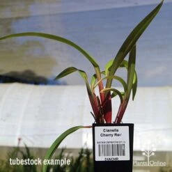 Dianella Cherry Red -Garden Plant Store apo dianella cherry red tubestock3