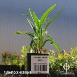 Dianella Little Jess -Garden Plant Store apo dianella little jess tubestock