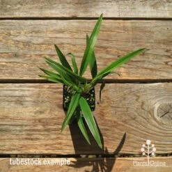 Dianella Little Jess -Garden Plant Store apo dianella little jess tubestock top