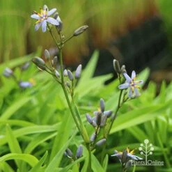 Dianella Petite Marie -Garden Plant Store apo dianella petite marie flower stems