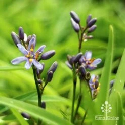 Dianella Petite Marie -Garden Plant Store apo dianella petite marie flowers