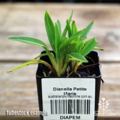 Dianella Petite Marie -Garden Plant Store apo dianella petite marie tubestock