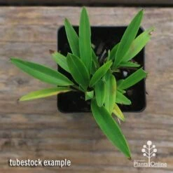 Dianella Petite Marie -Garden Plant Store apo dianella petite marie tubestock top
