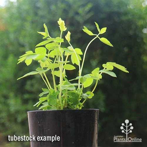 Dicentra Alba - Bleeding Heart - 75mm BIGGER Size 5 Dicentra Alba - Bleeding Heart - 75mm BIGGER Size - Image 5