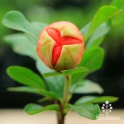 Pomegranate Double Orange 17 Pomegranate Double Orange -Garden Plant Store apo double pomegranate bud