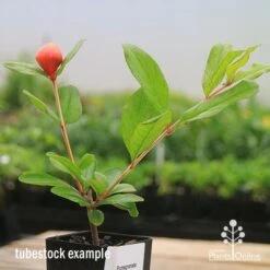 Pomegranate Double Orange 19 Pomegranate Double Orange -Garden Plant Store apo double pomegranate tubestock