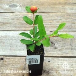 Pomegranate Double Orange 15 Pomegranate Double Orange -Garden Plant Store apo double pomegranate tubestock top