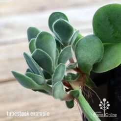 Crassula Dubia - Succulent -Garden Plant Store apo dubia closeup