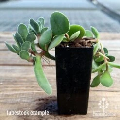 Crassula Dubia - Succulent -Garden Plant Store apo dubia tubestock reverse