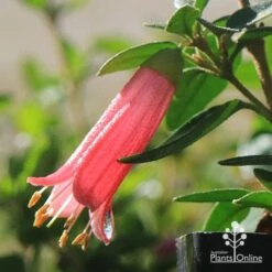 Correa Dusky Bells 11 Correa Dusky Bells -Garden Plant Store apo dusky bells correa flower raindrop