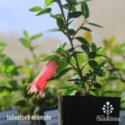 Correa Dusky Bells 14 Correa Dusky Bells -Garden Plant Store apo dusky bells correa flower tubestock