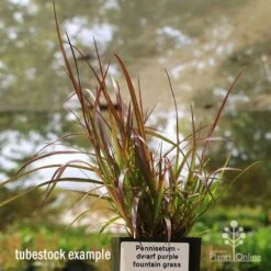 Pennisetum - Dwarf Purple Fountain Grass -Garden Plant Store apo dwarf pfg tubestock