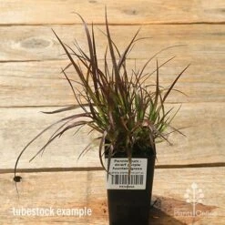 Pennisetum - Dwarf Purple Fountain Grass -Garden Plant Store apo dwarf pfg tubestock top