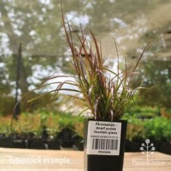 Pennisetum - Dwarf Purple Fountain Grass -Garden Plant Store apo dwarf pfg tubestock2