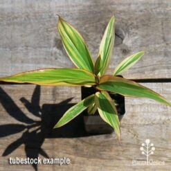 Cordyline Fruticosa Early Morning Diamond -Garden Plant Store apo early morning diamond tubestock top