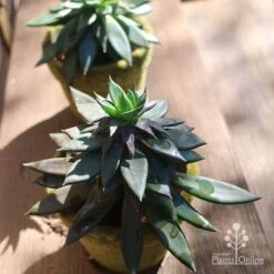 Echeveria Black Knight - Succulent -Garden Plant Store apo echeveria black knight pair