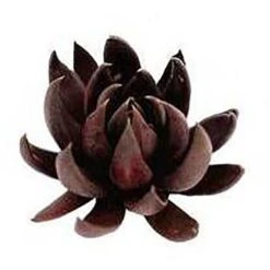 Echeveria Black Knight - Succulent -Garden Plant Store apo echeveria black knight promo