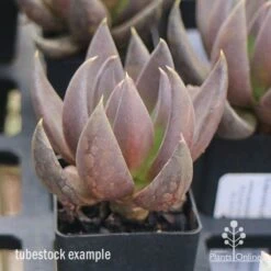 Echeveria Black Knight - Succulent -Garden Plant Store apo echeveria black knight tubestock