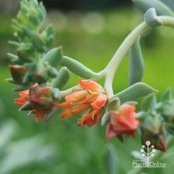 Echeveria Topsy Turvy - Succulent -Garden Plant Store apo echeveria topsy turvy flowers